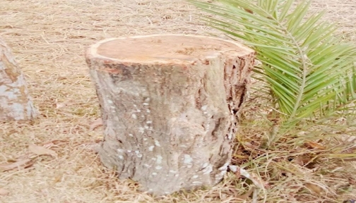 কমলগঞ্জে গাছ চুরি করতে গিয়ে যুবকের মৃত্যু, পরিবারের দাবি ‘হত্যা’