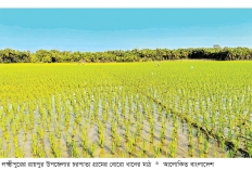 রায়পুরে বোরো ধানের উৎপাদন নিয়ে আশাবাদী কৃষক  