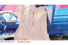 ১১৩ কেজির শাপলাপাতা মাছ জব্দ  