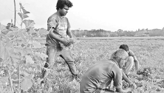 টেকসই কৃষি উন্নয়ন ও ভবিষ্যৎ করণীয়  