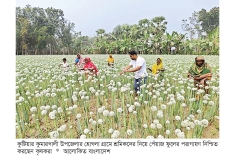 পেঁয়াজের বীজ চাষে ঝুঁকছেন কৃষক  