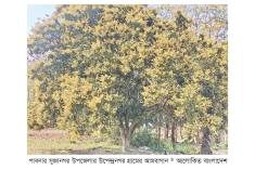 আমের মুকুলে সেজেছে প্রকৃতি  