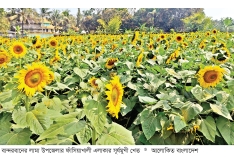 তামাকের বিকল্প হিসেবে সূর্যমুখীর চাষে সাড়া  