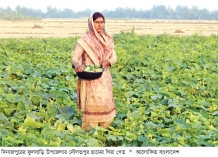 দিনাজপুরে খিরার আবাদ বাড়ছে  