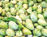 আমের পুষ্টিগুণ ও সংরক্ষণ  