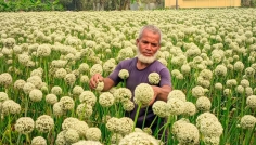 বীরগঞ্জে পেঁয়াজের বীজে সম্ভাবনা দেখছেন কৃষক জব্বার