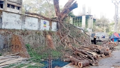 চমেকে গাছ কাটার অভিযোগে পরিবেশকর্মীদের মানববন্ধন