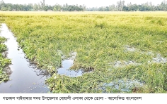 নালা না থাকায় গাইবান্ধায় ক্ষতিগ্রস্ত হচ্ছেন কৃষকরা 