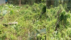 হাজীগঞ্জে এজবদলকৃত সম্পত্তির গাছ কাটার অভিযোগে থানায় মামলা