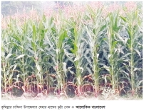 চান্দিনায় ভুট্টা চাষে বিপ্লব  