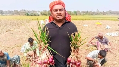 মাগুরায় লক্ষ্যমাত্রার চেয়ে বেশি পেঁয়াজ উৎপাদনের সম্ভাবনা