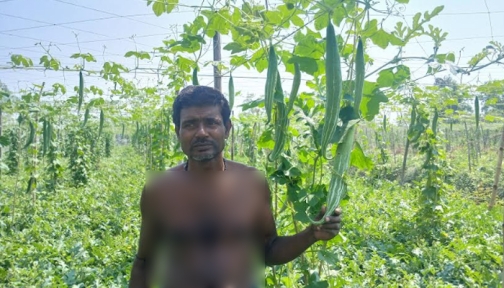 মির্জাগঞ্জে চিচিঙ্গা চাষে অভাবনীয় সাফল্য