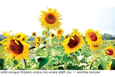 পতিত জমিতে সূর্যমুখী চাষে বাজিমাত  