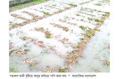 জয়পুরহাটে মৌসুমের প্রথম বৃষ্টি, তলিয়ে গেছে আলু খেত  