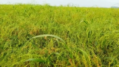 সিরাজগঞ্জে চিনা ধান চাষে আগ্রহী হচ্ছেন কৃষকেরা