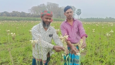 জীবননগরে রজনীগন্ধা ফুল চাষে লাভবান হচ্ছেন যুদ্ধ