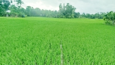 রংপুর অঞ্চলে ৫ লাখ ৯ হাজার হেক্টর জমিতে বোরো চাষের লক্ষ্যমাত্রা