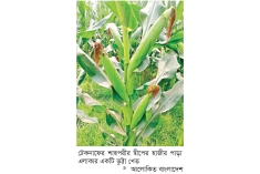 ভুট্টা চাষে কৃষকের দিন ফিরছে  