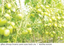 টমেটো চাষে ঝুঁকছেন কুষ্টিয়ার কৃষক  
