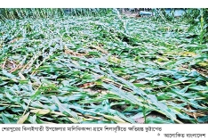 শিলাবৃষ্টিতে ফসলের ব্যাপক ক্ষতি  