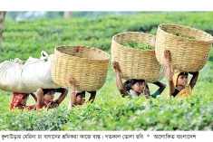 স্বস্তির বৃষ্টিতে চা বাগানে কর্মচাঞ্চল্য ফিরেছে  
