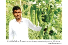 চিচিঙ্গা চাষে দ্বিগুণ লাভ পাচ্ছেন কৃষক  