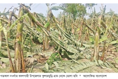 নওগাঁয় কালবৈশাখি ঝড়ে ফসলের ব্যাপক ক্ষতি  