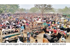 ঈদুল ফিতরকে সামনে রেখে জমে উঠেছে পশুহাট  