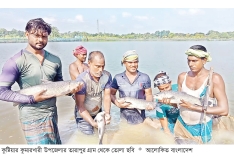 কুষ্টিয়ায় মাছ চাষে স্বাবলম্বী বেকার যুবকরা  