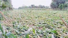 মৌসুমের প্রথম ঝড়ে চুয়াডাঙ্গায় ফসলের মাঠের ব্যাপক ক্ষয়ক্ষতি