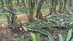 পূর্ব শত্রুতার জেরে কৃষকের বাগান ধ্বংস, লাখ টাকার ক্ষতি