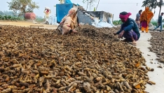 বীরগঞ্জে হলুদ চাষে স্বাবলম্বী কৃষক আব্দুল জব্বার