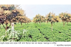 চায়ের সাথী ফসল হিসেবে আম, বাড়ছে আয়  
