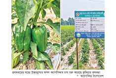 ক্যাপসিকাম চাষে কুমিল্লায় কৃষকদের মধ্যে আশার আলো  