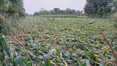 মৌসুমের প্রথম ঝড়ে চুয়াডাঙ্গায় ফসলের মাঠ ক্ষতিগ্রস্ত, চাষীদের মাথায় হাত