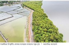 সাতক্ষীরা উপকূলে বনভূমি বাড়াতে বিশেষ উদ্যোগ  