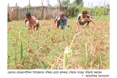 পেঁয়াজ চাষে ঝুঁকছেন দক্ষিণ অঞ্চলের কৃষকরা  