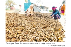 বীরগঞ্জে হলুদ চাষে লাভবান কৃষক  