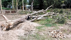 ইউএনওর নির্দেশ অমান্য করে স্কুলের গাছ কেটে নিলেন প্রধান শিক্ষক