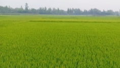 নাব্যতা কমে সিরাজগঞ্জে নদী থেকে চরে—কৃষিতে ঝুঁকছে মানুষ