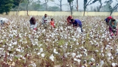 দিনাজপুরে উন্নতমানের তুলা চাষে সাফল্য