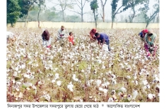 দিনাজপুরে উন্নতমানের তুলা চাষে সাফল্য  
