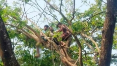 গাছে উঠে অজ্ঞান যুবক, উদ্ধার করলো ফায়ার সার্ভিস
