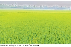 যমুনার চরে সবুজের সমারোহ  