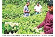 বেড পদ্ধতিতে পটোল চাষে সাফল্য  