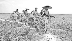 খাদ্যে স্বয়ংসম্পূর্ণতা থেকে রপ্তানিমুখী কৃষির পথে বাংলাদেশ 