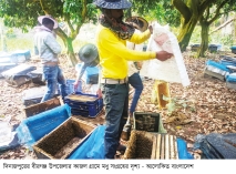 বীরগঞ্জে মধু চাষে দূর হচ্ছে বেকারত্ব 
