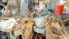 বাজারে মুরগির দাম চড়া, গরু-খাসি অপরিবর্তিত