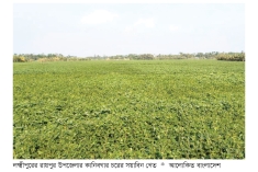 রায়পুরে সয়াবিনের রেকর্ড ফলনের সম্ভাবনা  