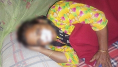 বন্যপ্রাণীর তাণ্ডব: ঠাকুরগাঁওয়ে আহত গৃহবধূ ও গরু